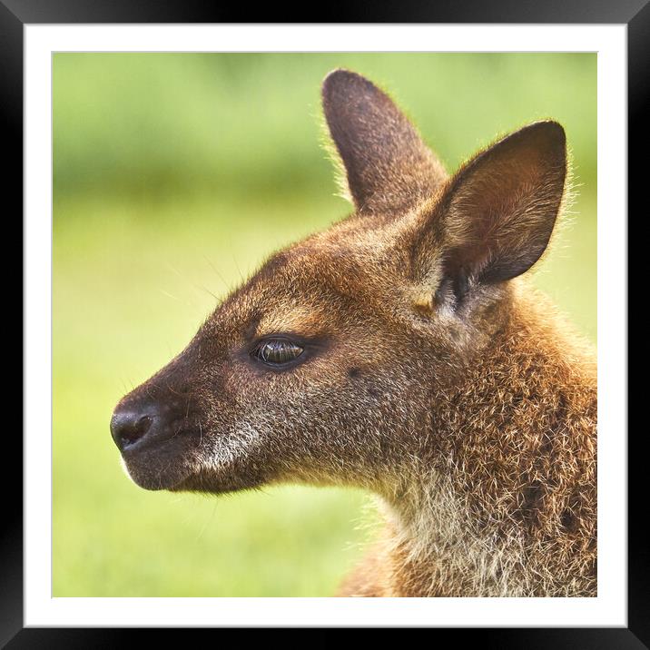 Wallaby Framed Mounted Print by Jim Hughes
