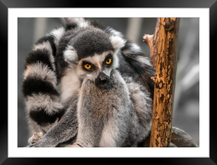 Ring-tailed Lemur Framed Mounted Print by Jim Hughes