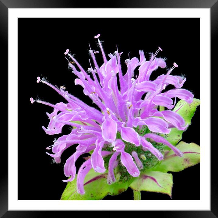 Wild Bergamot also known as Bee Balm Framed Mounted Print by Jim Hughes