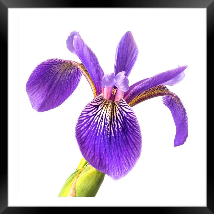 Blue Flag Iris 3 Framed Mounted Print by Jim Hughes