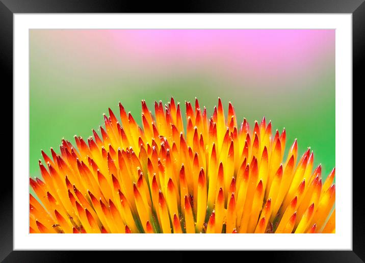 Purple Coneflower As A Bee Sees It Framed Mounted Print by Jim Hughes