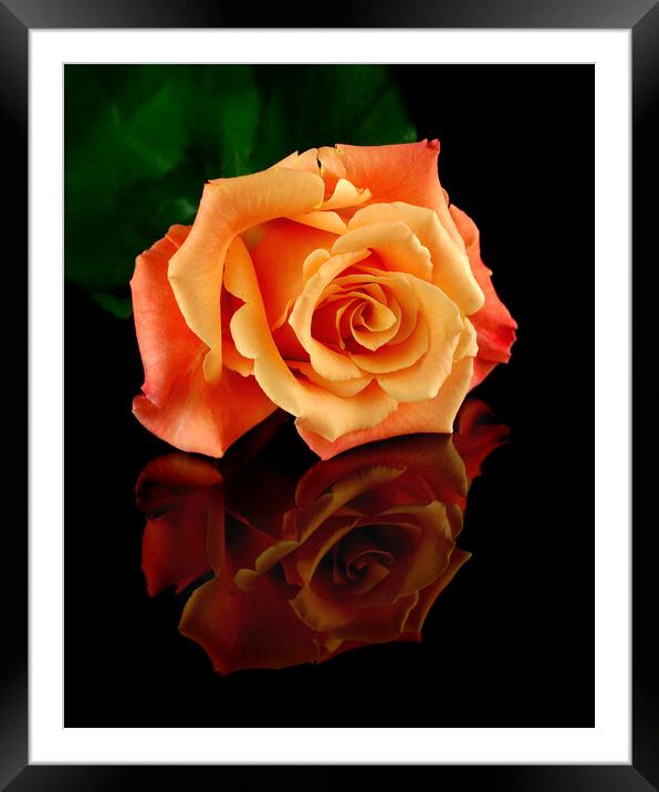 Reflected Rose Framed Mounted Print by Jim Hughes