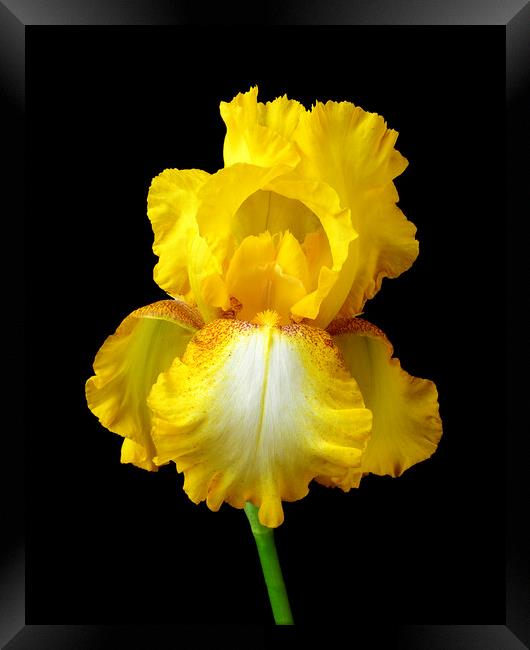 Yellow Iris Framed Print by Jim Hughes