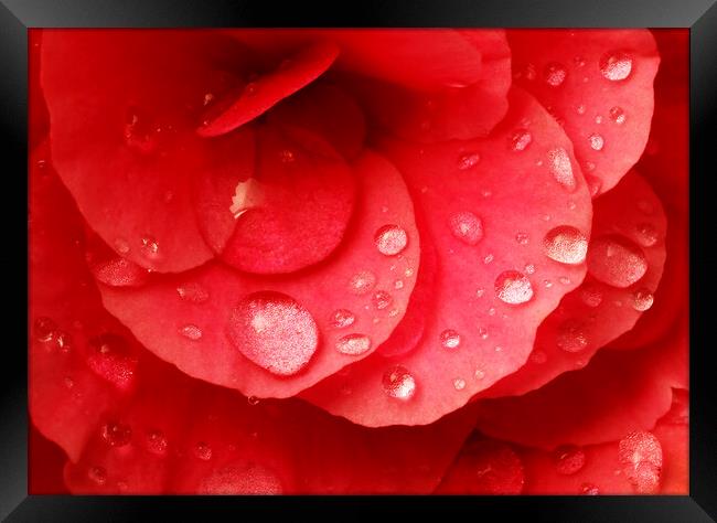 Raindrops on red begonia Framed Print by Jim Hughes