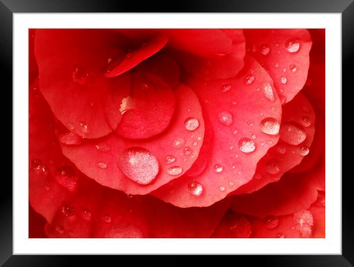 Raindrops on red begonia Framed Mounted Print by Jim Hughes