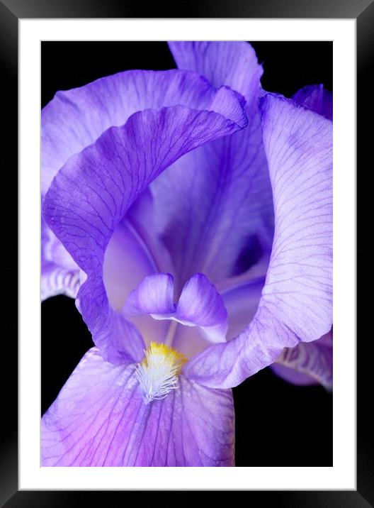 Purple Iris Framed Mounted Print by Jim Hughes