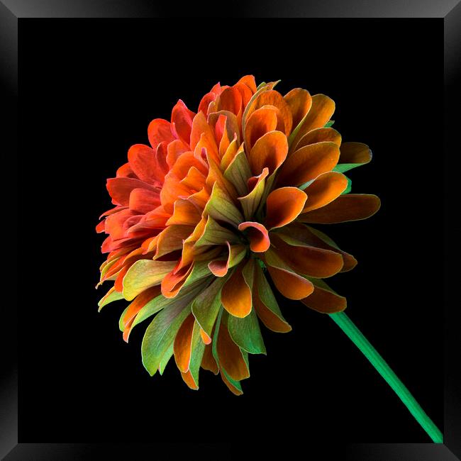 Orange and Green Zinnia Framed Print by Jim Hughes