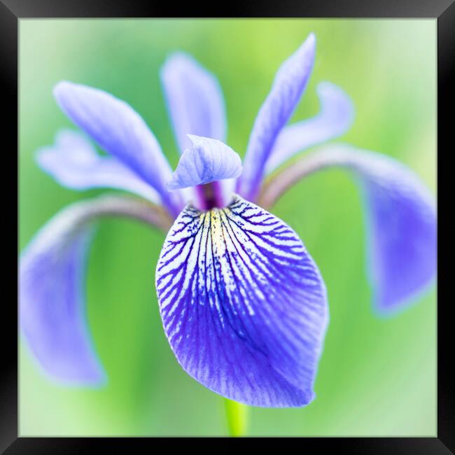 Blue Flag Iris as a bee sees it Framed Print by Jim Hughes