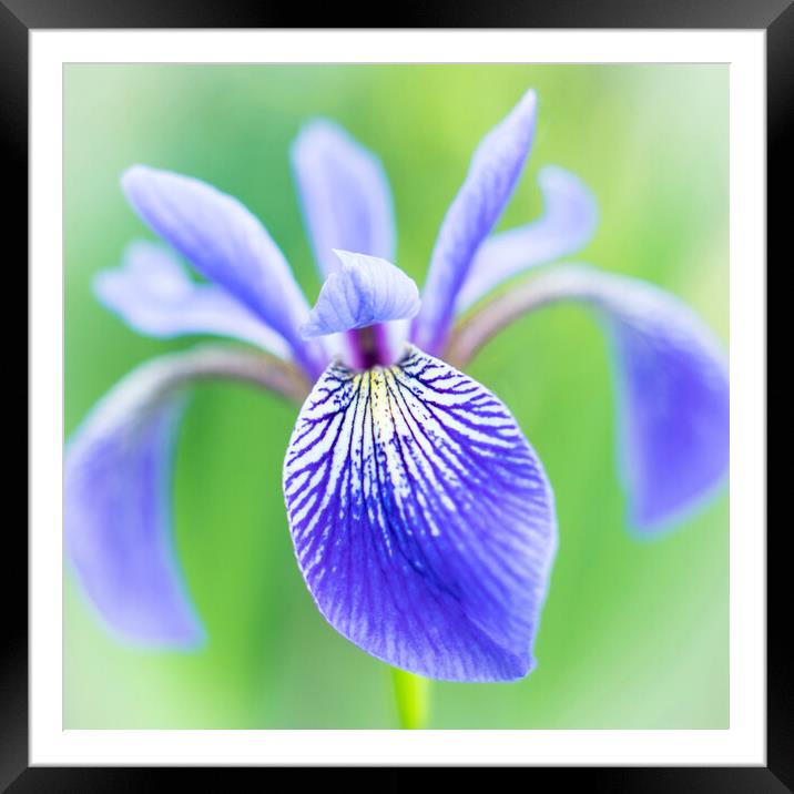 Blue Flag Iris as a bee sees it Framed Mounted Print by Jim Hughes
