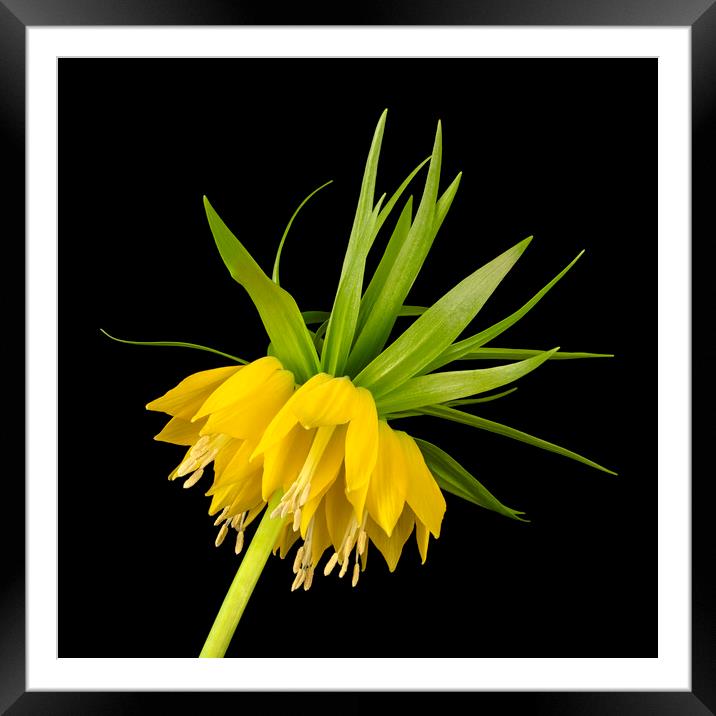 Yellow Fritillaria Imperialis Framed Mounted Print by Jim Hughes