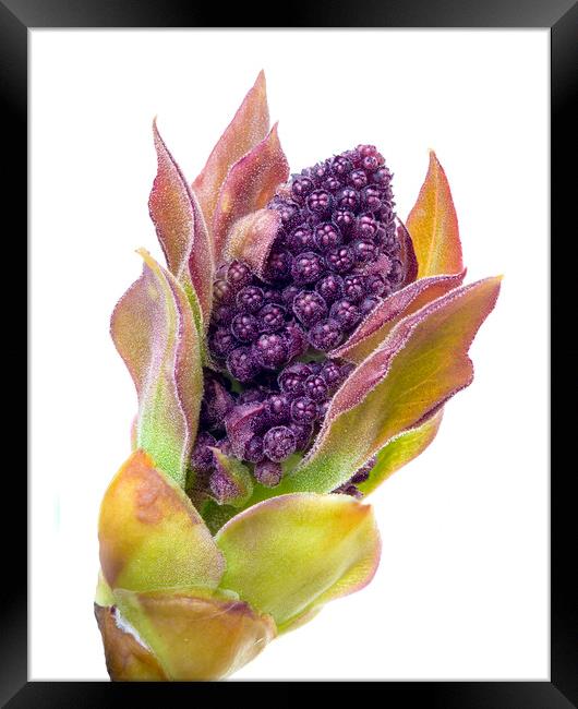 Lilac bud Framed Print by Jim Hughes