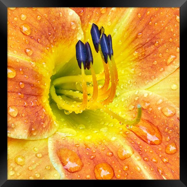 Lily After A Rain Framed Print by Jim Hughes