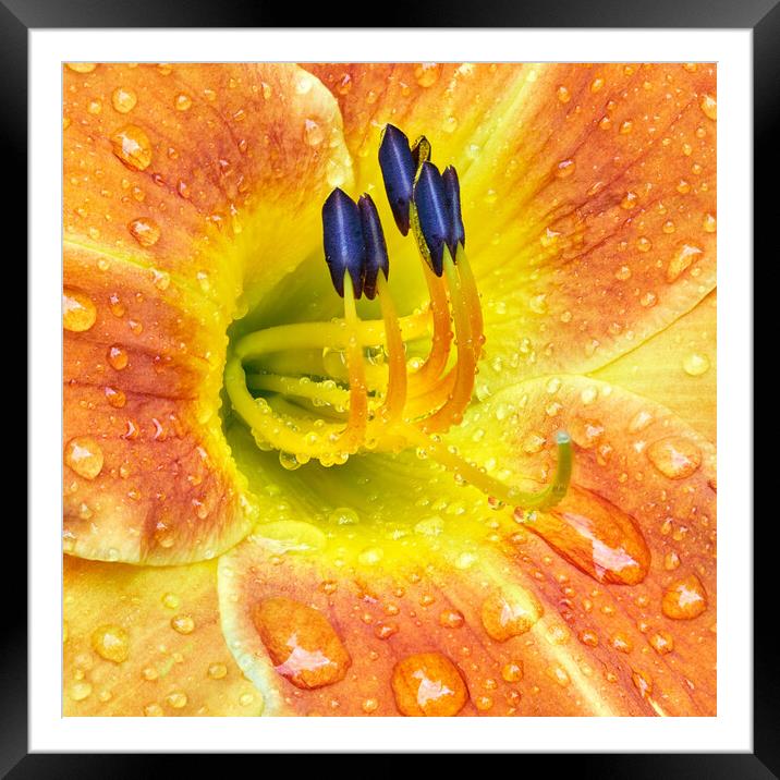 Lily After A Rain Framed Mounted Print by Jim Hughes