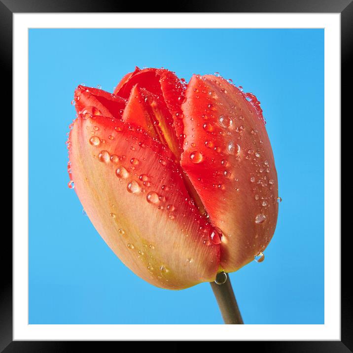 Spring Tulip 1 Framed Mounted Print by Jim Hughes