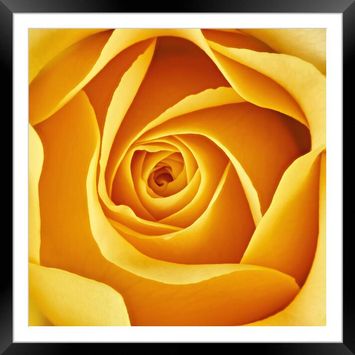 Center of a yellow rose Framed Mounted Print by Jim Hughes