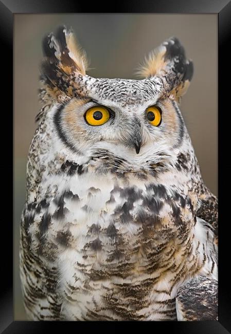 Great Horned Owl Framed Print by Jim Hughes