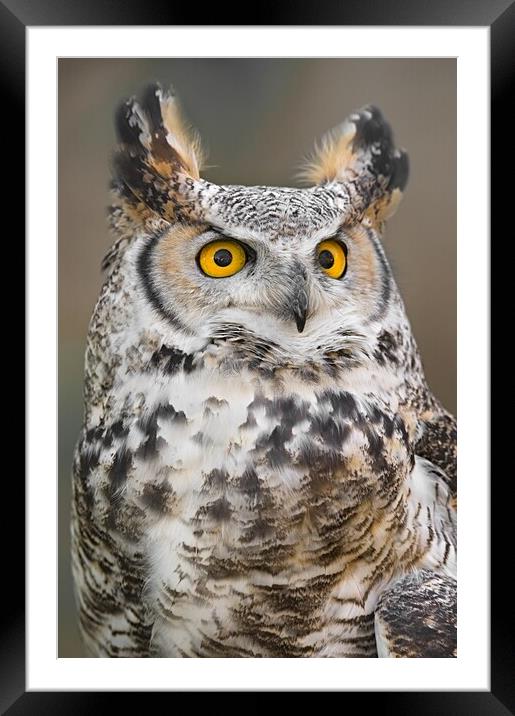 Great Horned Owl Framed Mounted Print by Jim Hughes