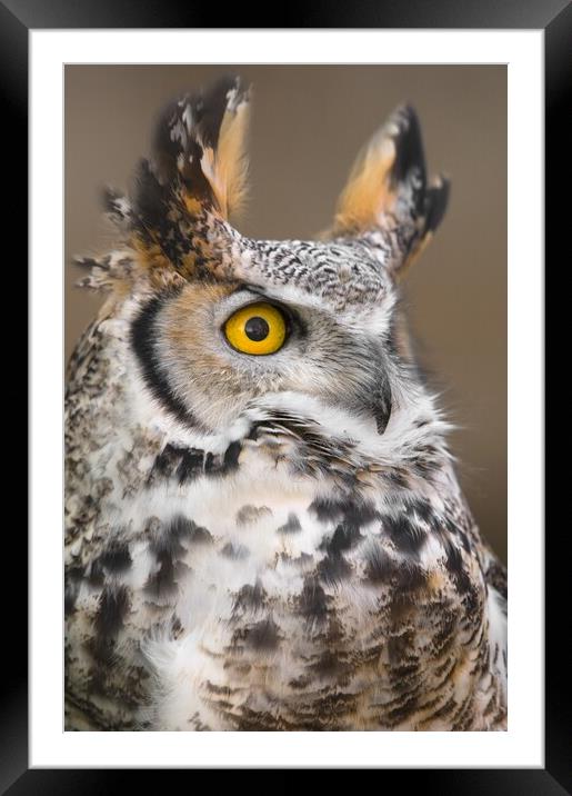 Great Horned Owl Framed Mounted Print by Jim Hughes