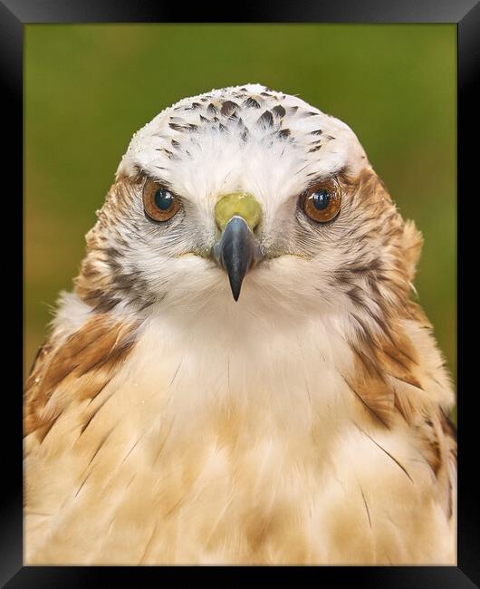 Hawk eyes Framed Print by Jim Hughes