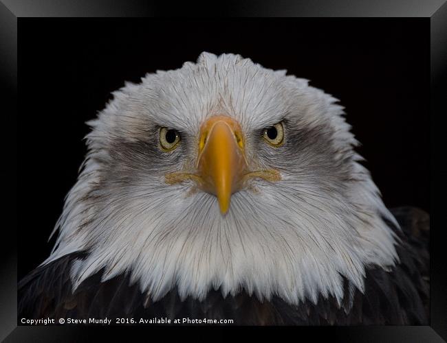 Bald Eagle Framed Print by Steve Mundy