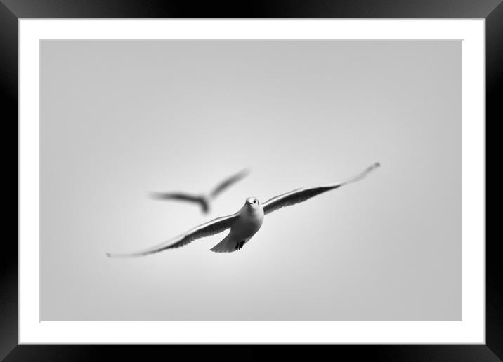 Free As A Seagull Framed Mounted Print by Zuzer Cofie