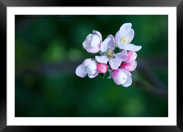 Beautiful Blossom Framed Mounted Print by Zuzer Cofie