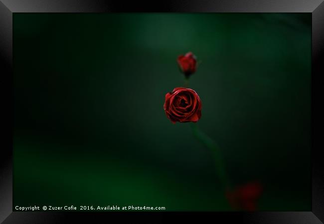 Roses Are Red Framed Print by Zuzer Cofie
