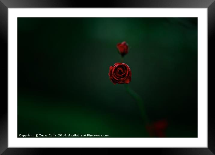 Roses Are Red Framed Mounted Print by Zuzer Cofie
