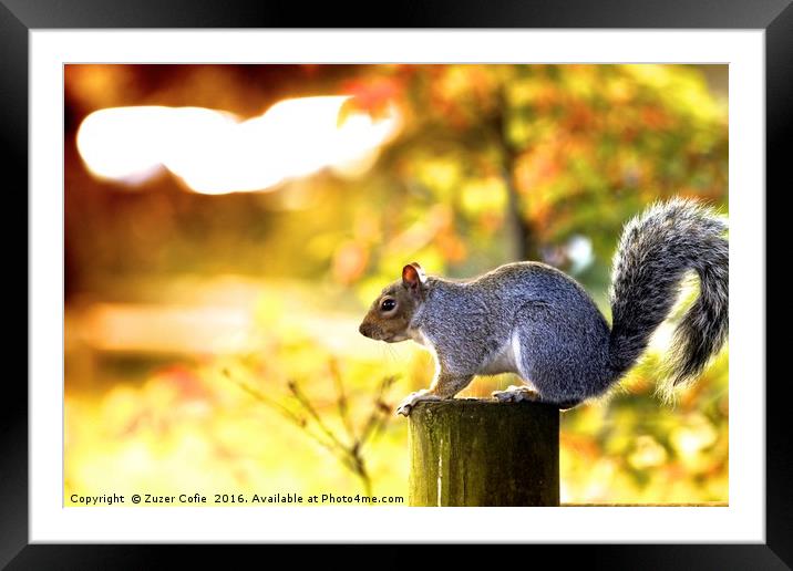 A Time To Squirrel Framed Mounted Print by Zuzer Cofie