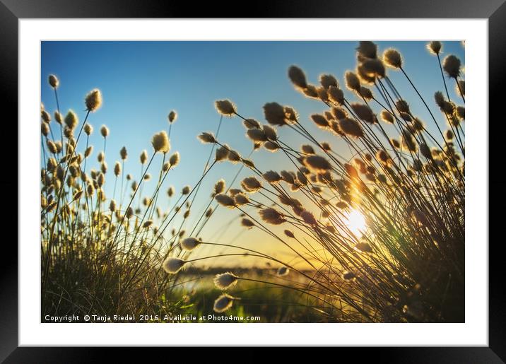 Cotton grass in evening light  Framed Mounted Print by Tanja Riedel