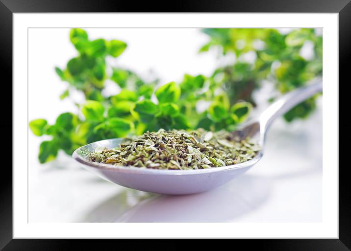 Oregano, herbs for the kitchen  Framed Mounted Print by Tanja Riedel