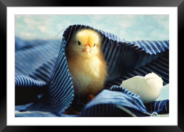 Little chick   Framed Mounted Print by Tanja Riedel