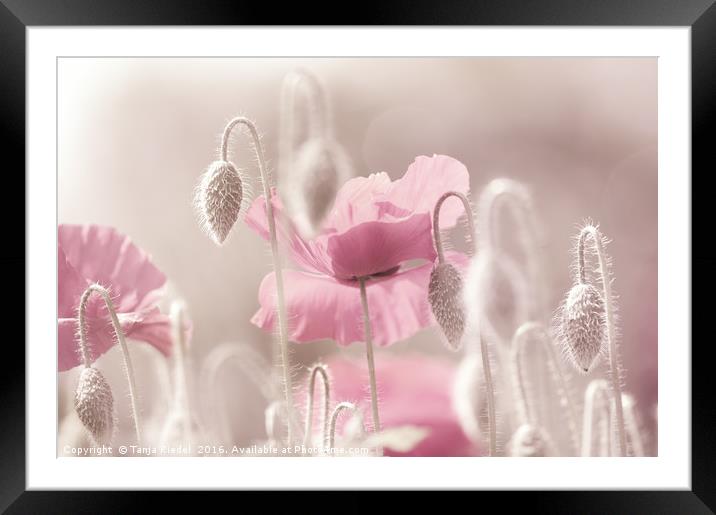Pink Poppy Time  Framed Mounted Print by Tanja Riedel