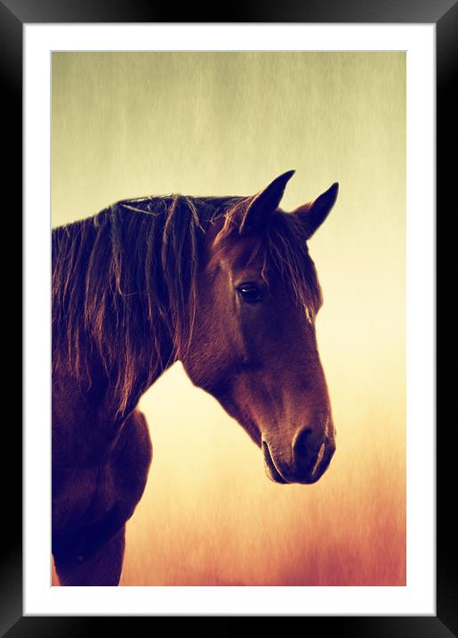 Horses romance Framed Mounted Print by Tanja Riedel