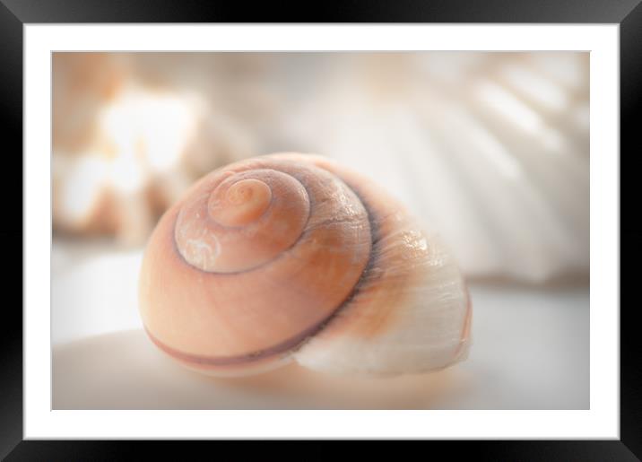 Shell brown Emotion Framed Mounted Print by Tanja Riedel