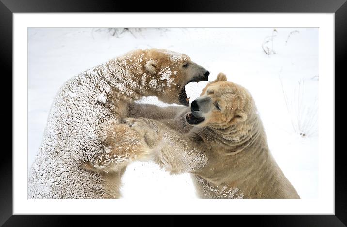 Fighting Bears Framed Mounted Print by Tony Bishop