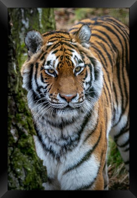 Amur Tiger Framed Print by Tony Bishop