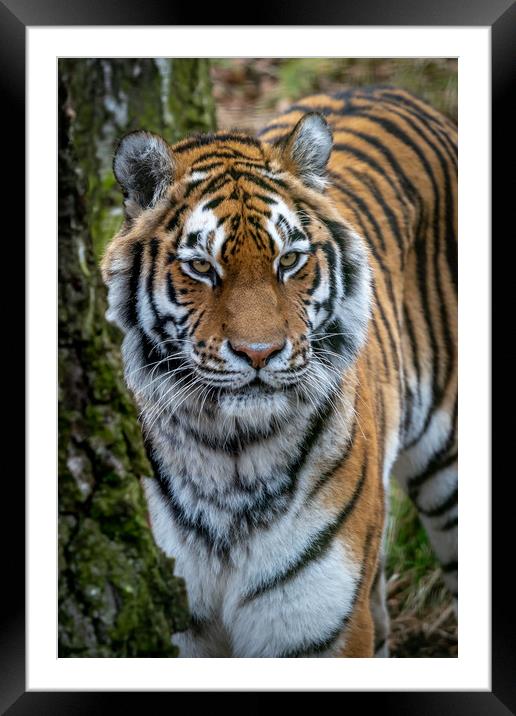 Amur Tiger Framed Mounted Print by Tony Bishop