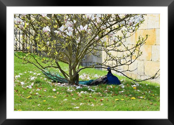 Peacock in the Blossoms Framed Mounted Print by Bethany Lang