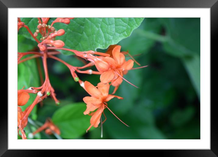Orange Flowers Framed Mounted Print by Bethany Lang