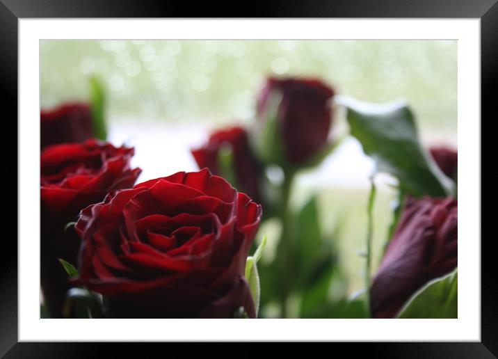 Roses Framed Mounted Print by Bethany Lang