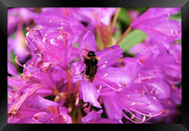 Bumble in the flowers Framed Print by Bethany Lang