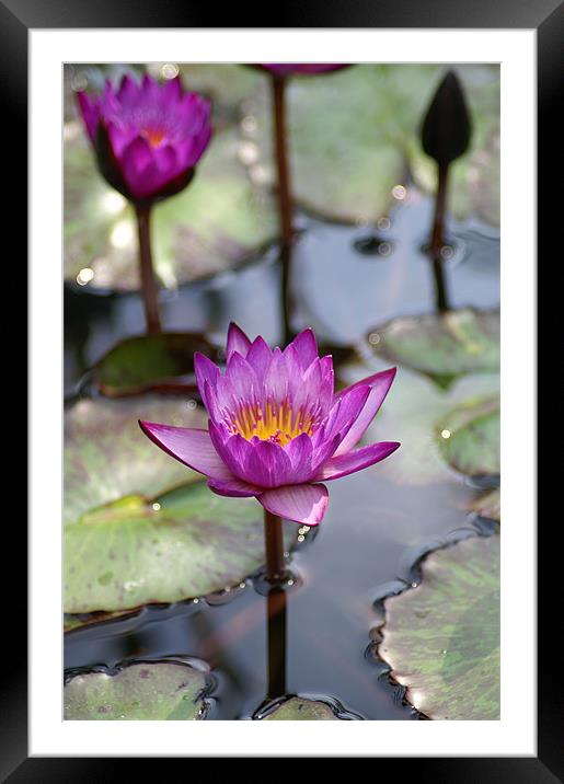 Water Lillies Framed Mounted Print by Stacey Cook
