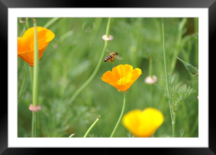 Buzz Framed Mounted Print by Stacey Cook