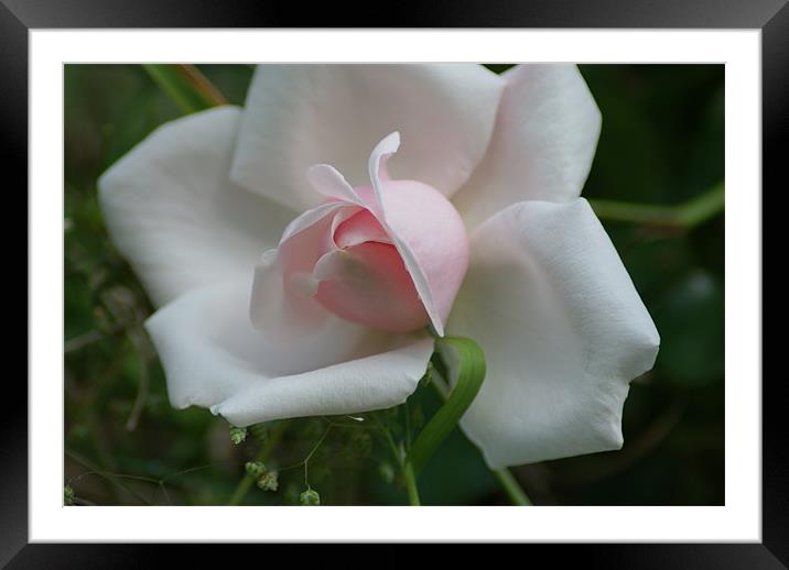 Rose Framed Mounted Print by Stacey Cook