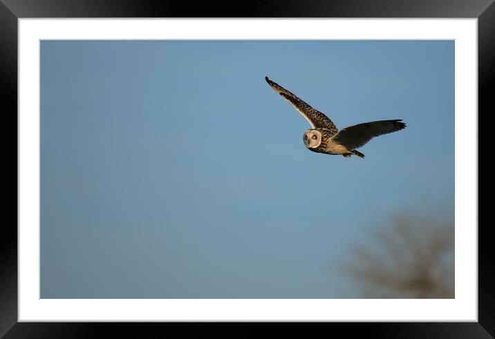 Short-eared Owl Framed Mounted Print by rob solomon