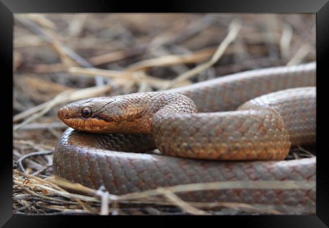 Smooth snake Framed Print by rob solomon