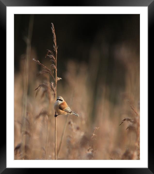Penduline tit Framed Mounted Print by rob solomon