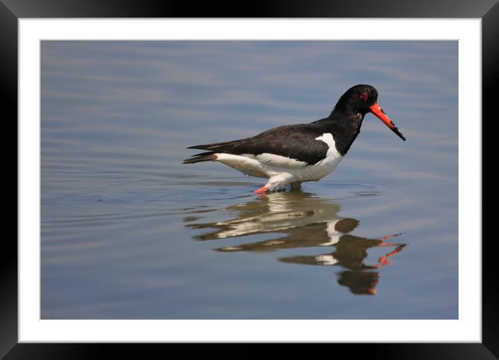 Oystercatcher Framed Mounted Print by rob solomon