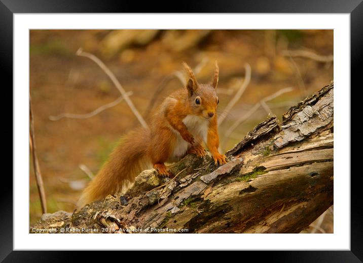 Red Squirrel Framed Mounted Print by Robin Purser
